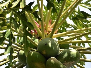 Papaya Farming: A Complete Guide To Select The Best Fertilizer To Have Finest Papayas