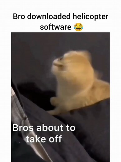 Helicopter Cats: Fun and Laughter with Feline Friends