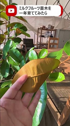 [Milk Fruit (Star Apple)] What happened after growing it for a year?
