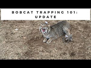 Bobcat Trapping 101- Update