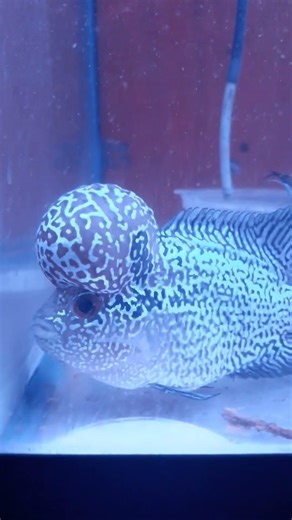 juvenile flowerhon fish MKBMF3 #aquarium #fish #fishkeepinghobby #flowerhorn