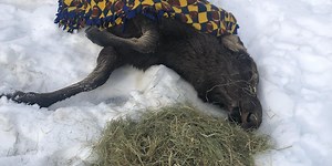 Moose stuck in lake pulled out by Wasilla residents