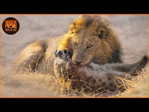 Most Dangerous Lion Attacks Caught on Camera 2026 | Wild Animals