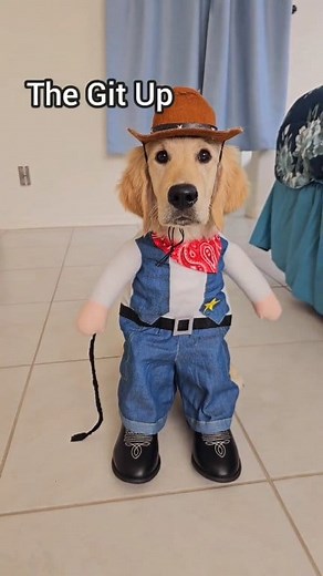 Just follow after me 🤠 #cowboys #cowboyup #golden #retriever #fyp #fblifestyle #dog #doglife #influencer #Halloween | Sammy The Golden Retriever