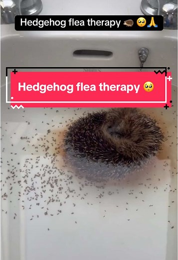 Effective Hedgehog Flea Therapy Methods