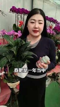 Top 4 Flower-Growing Habits for Beginners