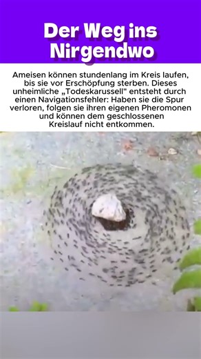 Der Weg ins Nirgendwo