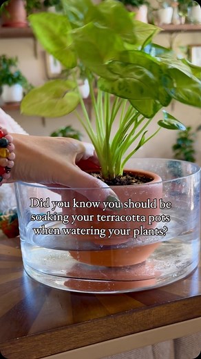 🌿 The Secret to Keeping Your Plants Hydrated: Bottom Watering with Terracotta Pots 🌿 Ever wonder how to keep your plants perfectly hydrated in terracotta pots? Here’s my go-to technique: bottom watering! Terracotta pots are naturally porous, which means they can wick moisture away from the soil, causing it to dry out faster. To combat this, I let my plants soak and bottom water each time I water them. Here’s why: 1. **Even Moisture Distribution:** By letting the pots soak, the soil absorbs wat