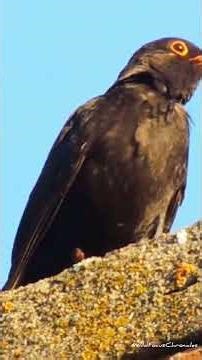 Blackbird’s Song: Nature’s Melodic Master