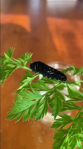 にんじん畑で黒いキアゲハの幼虫さんを見つけました👀病気？気温が寒いから？どなたか教えてください💦 #色違いの幼虫#真っ黒#いもむし#幼虫#アゲハチョウ#昆虫#shorts