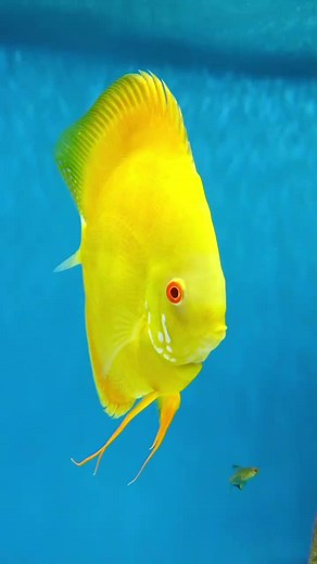 This ones a beauty #tropicalfish #aquarium #discustank