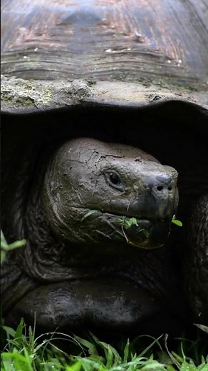 Galapagos Tortoise