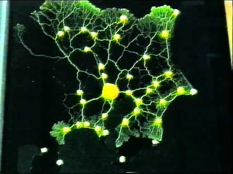Tokyo rail network designed by Physarum plasmodium