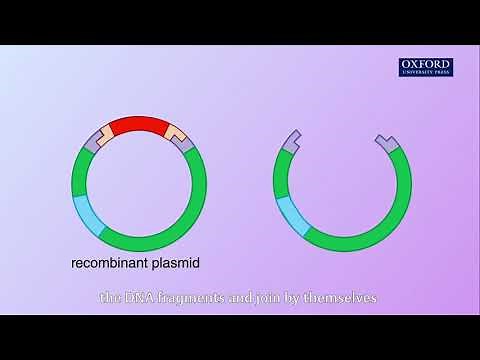Animation E4, 1.1 Production of human insulin