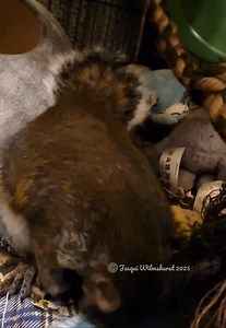 1.5K views · 58 reactions | Haggis had his first pecan in a shell this evening, as a Friday treat. Apparently this nut had a life of its own  | Nala's Nook Squirrel & Corvid Sanctuary | Facebook
