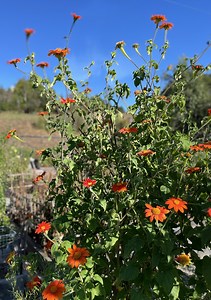 34 Mexican Sunflower Facts And Care Tips - Green Packs