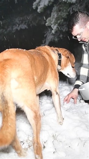 Caught in a Heavy Snowstorm! – Hot Tent Camping All Day With My Dog #camping #survival #bushcraft