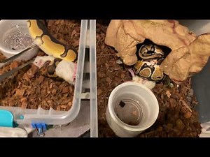 Ball python live feeding video