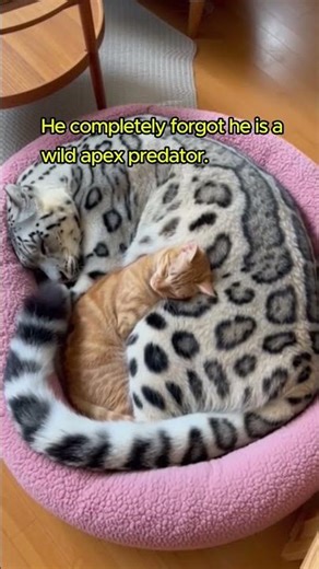 😳 WILD SNOW LEOPARD Gets Caught Making A Huge Mess #animals #wholesome