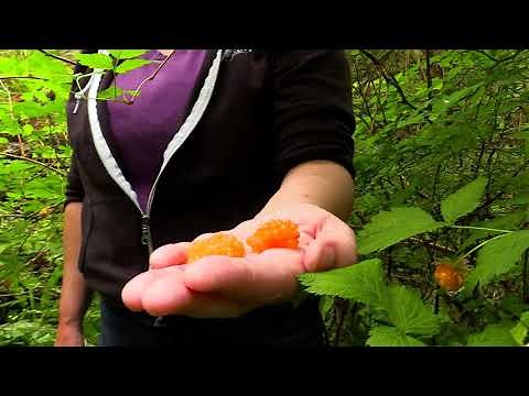 Salmon Berry (Identification)