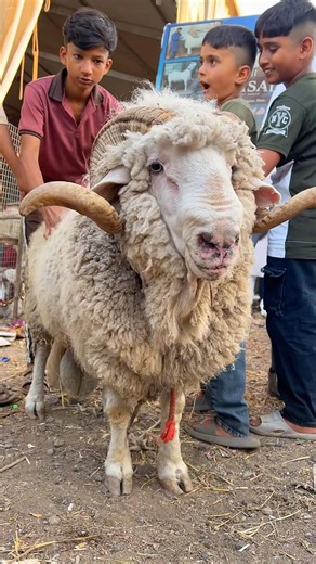 MERINO SHEEP 🐑😲 | DEONAR BAKRA MANDI 2026 #bakraeid #deonarmandi #qurbani2026 #viralshorts #trend
