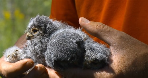 Researchers tracking tiny owls in Utah to protect the species