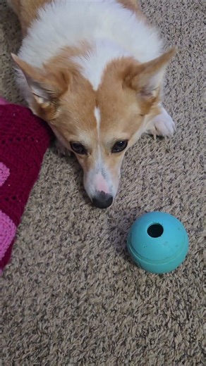 Wilbur's Injury: Vet Says NO BALL For at least ONE WEEK!