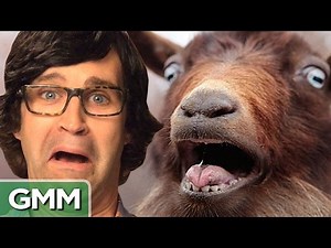 Is This A Human or an Animal Sound? (GAME)