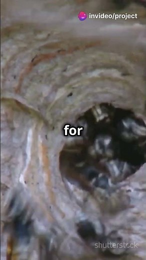 Unbelievable Facts About the Asian Giant Hornet!