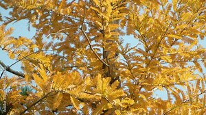 Tilt-Down Through Dawn Redwood Tree (Metasequoia) With Autumnal Foliage.