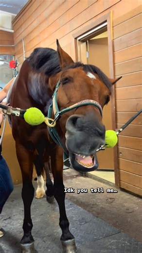 Did you know that PEMF (Pulsed Electromagnetic Field) therapy helps improve circulation, reduce inflammation, and speed up muscle recovery in horses? 🐴✨ It’s a safe, non-invasive way to support performance, comfort, and overall wellness — from top competitors to retired pasture buddies. Whether your horse is training hard or just needs a little extra TLC, PEMF therapy can help them feel and perform their best! 💚 #PEMFtherapy #EquineWellness #equinetherapy #horses #thejaecklecentre #equineperfo