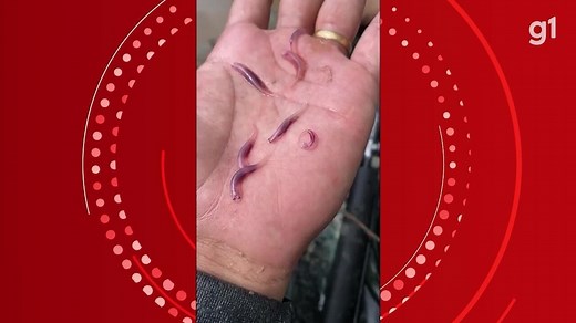 Candiru: conheça mitos e verdades por trás do 'peixe-vampiro' que penetra orifícios do corpo humano | G1