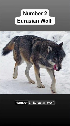 Top 5 Dangerous wolves