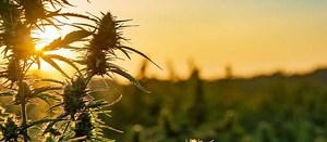 CBD Flower: Good or Bad