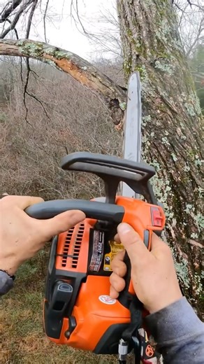 Elm Tree Deadwood Removal #treework