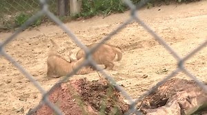 CUTE ALERT! These Barbary lion cub triplets offer hope for their species, which is down to an estimated 100 left in the world. READ MORE: https://www.wthr.com/article/life/animals/rare-endangered-lion-cub-triplets-debut-at-czech-zoo/531-f5525a81-502f-49f8-adf5-25a6442c8d9c | WTHR-TV