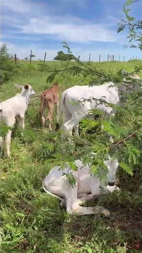 The problem was solved! #cattle #viral