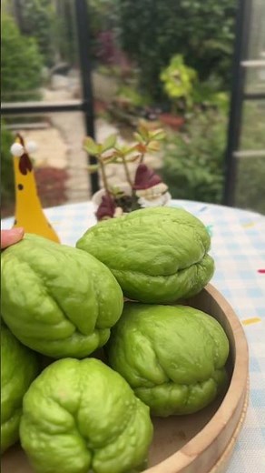 Harvesting Homegrown Chayote | Grow Chayote Squash at Home #gardening #garden #vegetable garden