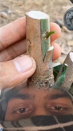 mango tree crafting #shortvideo #tranding #viral #craft