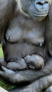 Some more beautiful mum and bub moments | Zookeeper Chad
