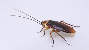 clip-1011282794-cockroach-isolated-on-white-background