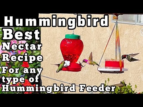 EASY How to Make Hummingbird Food Nectar for Feeder FAST/BEST Recipe for Hummingbirds We Feed 1000’s