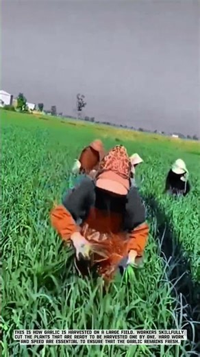Large-Scale Manual Harvesting of Green Onions #AgriculturalInnovation