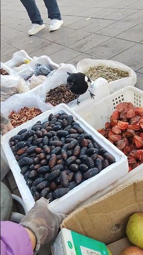 Mischievous magpie tries to steal silkworm pupae in Liaoning, China