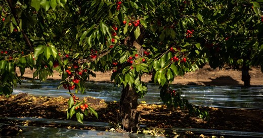 Chile registra segunda temporada decepcionante de venta de cerezas en China: las razones