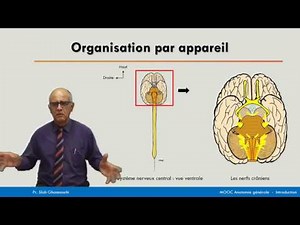 Anatomie générale - Organisation par appareil