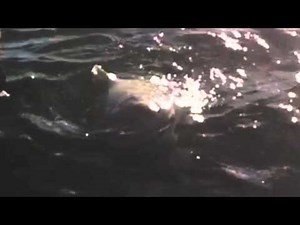 Shark in LAKE ONTARIO!!