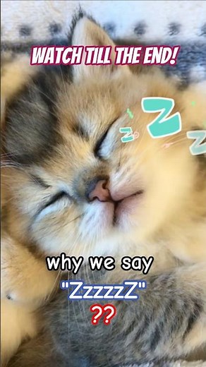 Why We Say "Zzzzzz"? 😻🎉🤩 #shorts