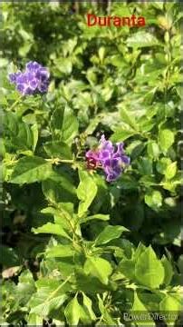 How to grow and care Golden Duranta flower plant