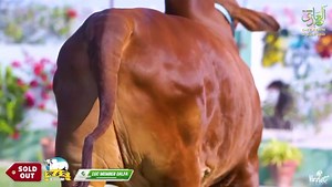 42 reactions | Exclusive video. OUR BIGGIESSS ARE NOW SOLDOUT اَلْحَمْدُلِلّٰه  *COC TO COC* 欄 ~ THE BRAHMAN GIANT ~ ~ KALA ABLAK CHAMPION ~ ~ MR.WORLDWIDE ~ GONE TO NEW HOME *M&R CATLLE FARM* MAY ALLAH PAK BLESS US WITH THE BEST AMEEN ❤ *AL-ABIDI CATTLE FARM* ❤ #CODEOFCONDUCT #COC #COCFAMILY #DALFA #DALFABRANDS | Crazy Cattle | Facebook